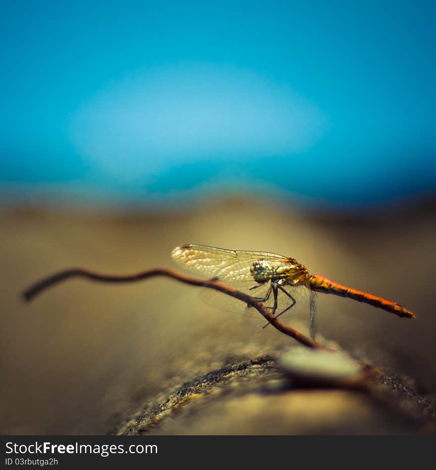 Closeup shoot sitting dragonfly outdoor. Closeup shoot sitting dragonfly outdoor