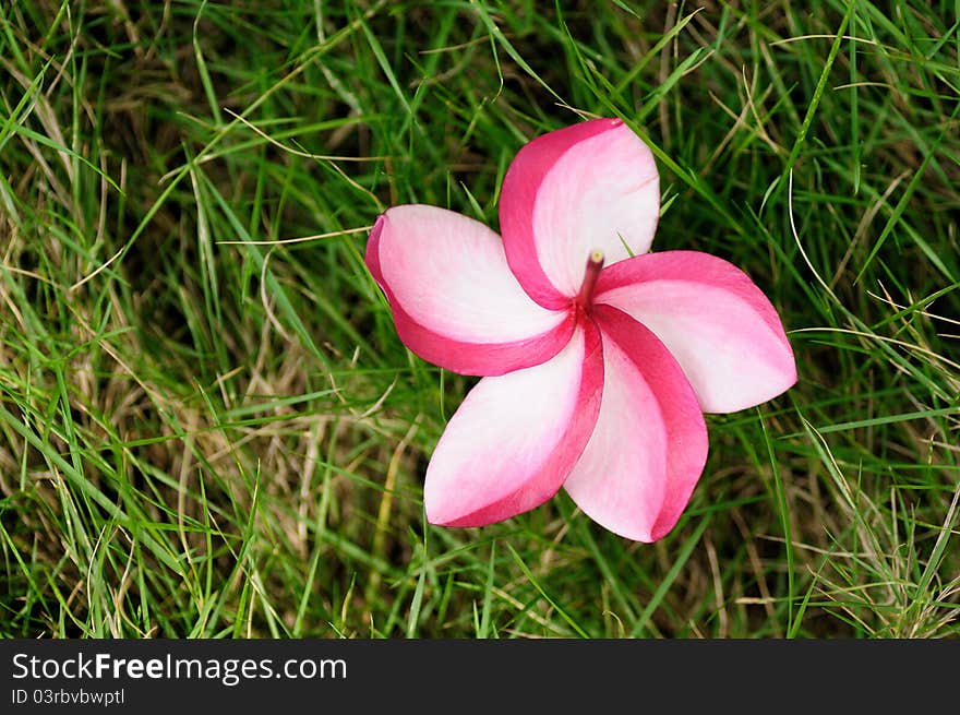 Frangipani flower on a green grass