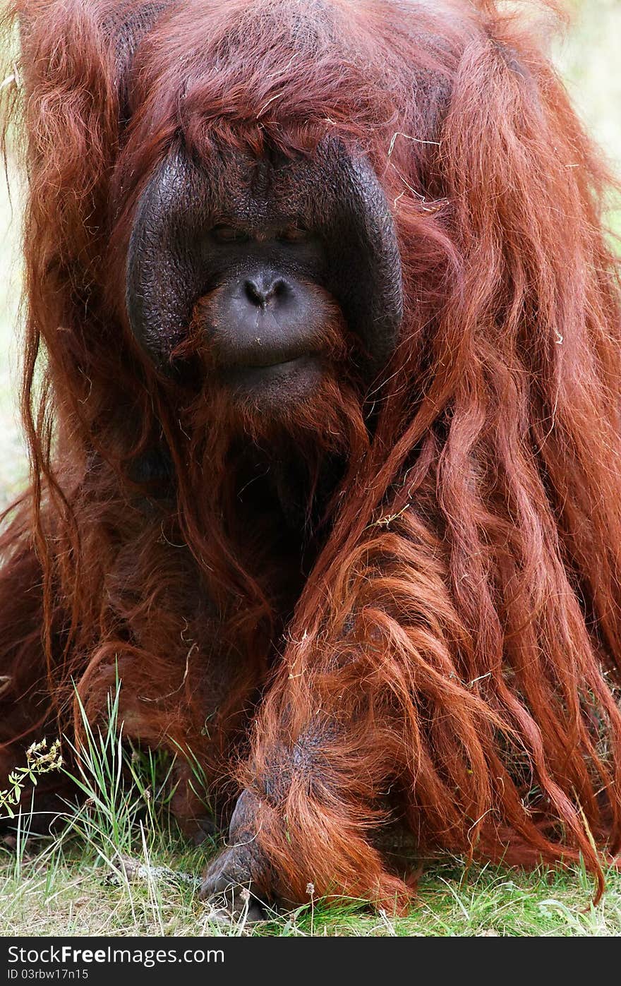 Portrait of a threatening orangutan