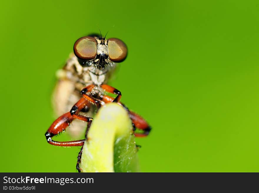 A robber fly perching on a green leaf