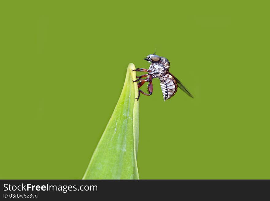 A robber fly perching on a green leaf