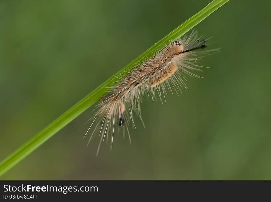 Caterpillar