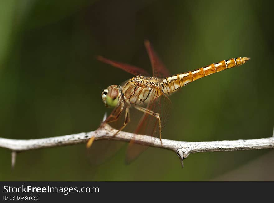 A dragonfly perching on a dry twig. A dragonfly perching on a dry twig