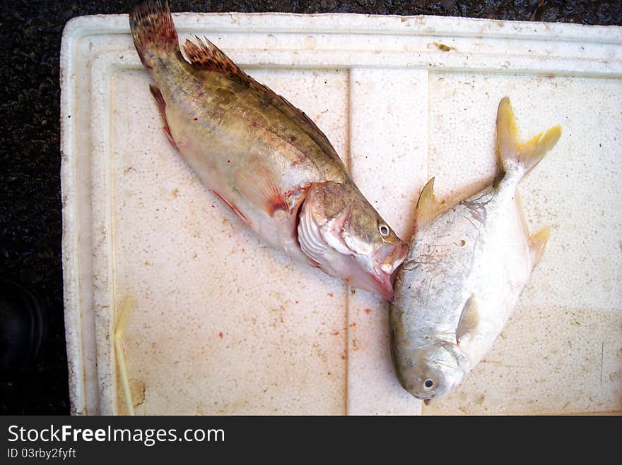 Marine fish, marine fish from the sea salvage back, very fresh; now lying in the market, waiting for people to purchase. Fish, is that people particularly like to eat marine life.