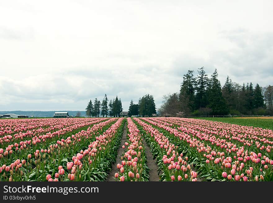 Tulip field