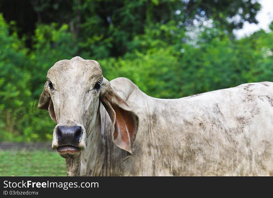 Cow looking in the lens