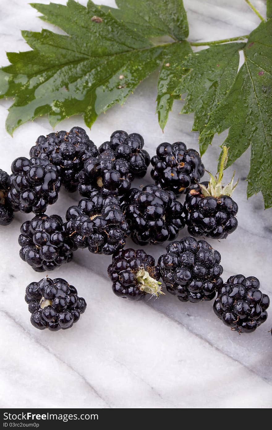 Studio- shot of blackberries with waterdrops