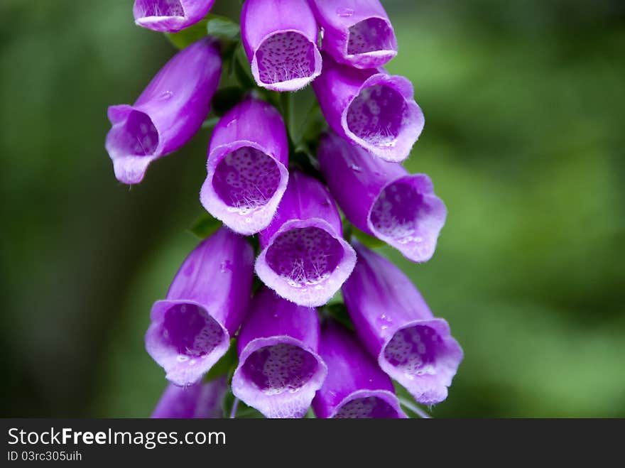 Fox Glove, Close-up