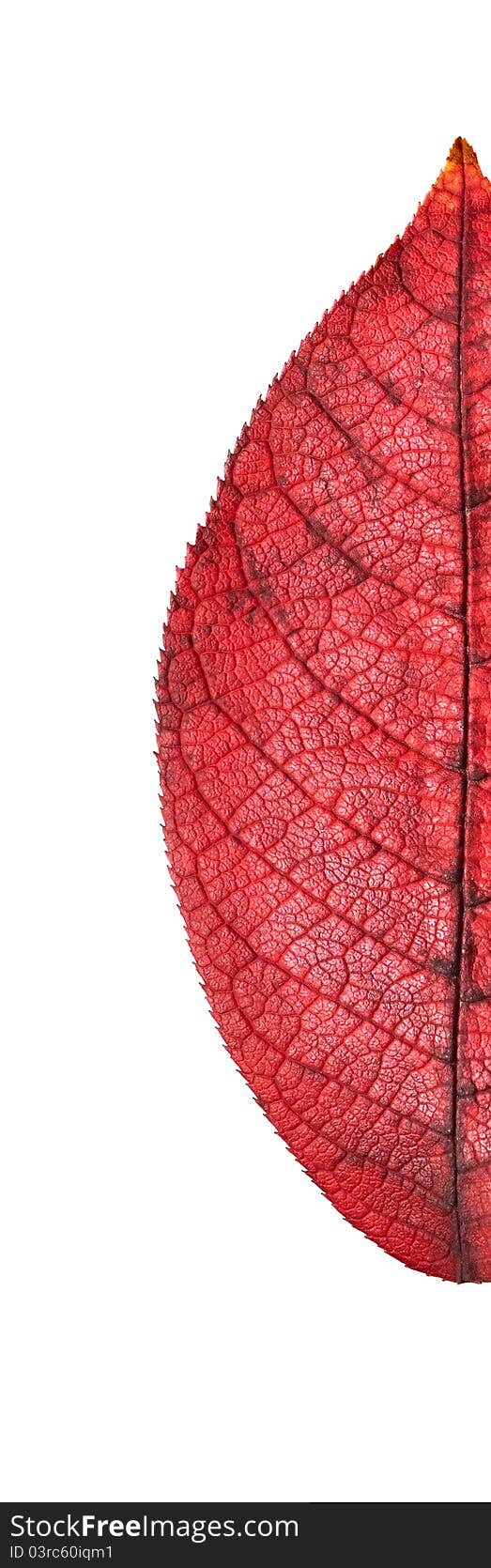 Close up of red leaf. Close up of red leaf