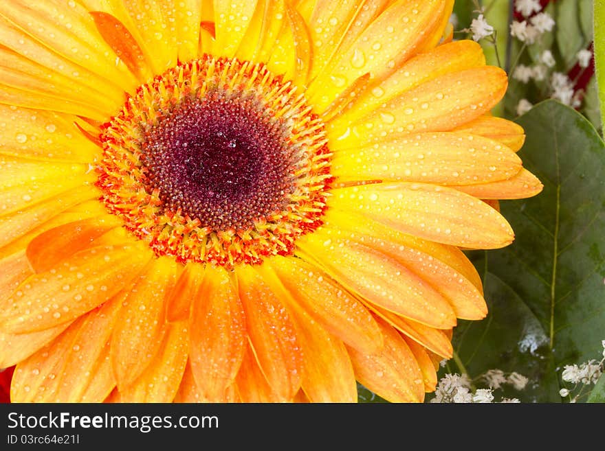 Macro Orange gerbera with water drops. Macro Orange gerbera with water drops