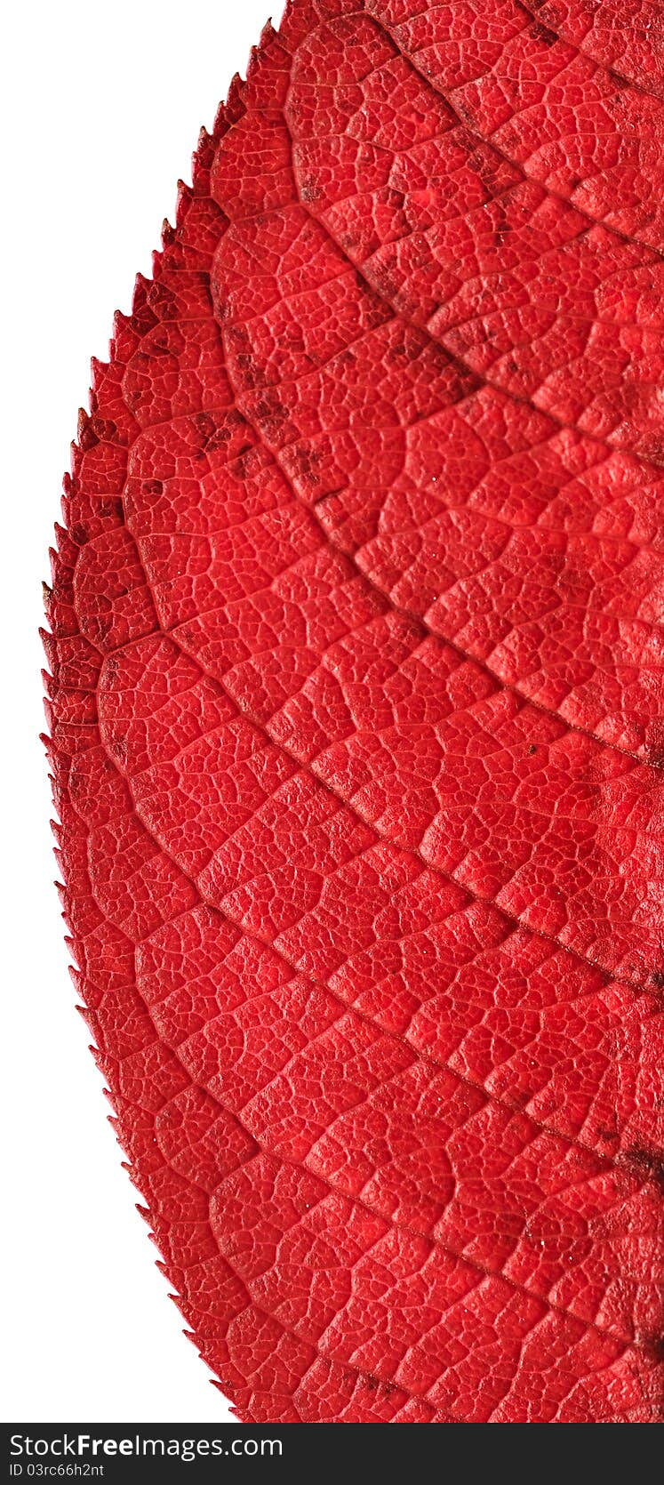 Close up of red leaf. Close up of red leaf