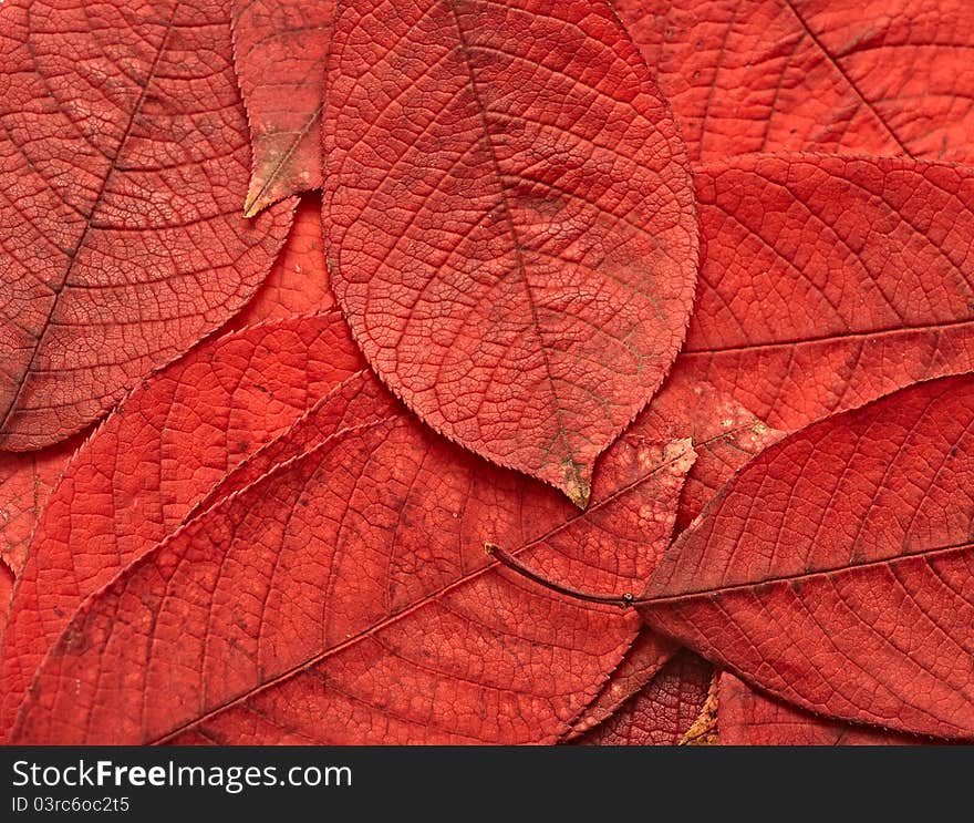 Background of warm colored autumn leafs. Background of warm colored autumn leafs