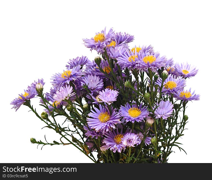 Blue flowers bouquet on white background