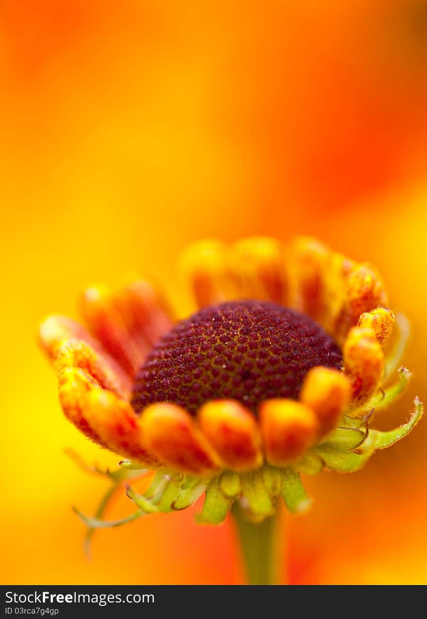 Macro shot of orange daisy type flower taken in Dorset summer 2011. Shallow DoF gives orange background - a sea of other daisy type flowers. Macro shot of orange daisy type flower taken in Dorset summer 2011. Shallow DoF gives orange background - a sea of other daisy type flowers