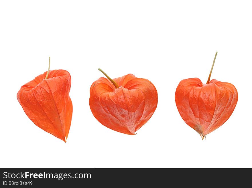 Close-up view to bright orange physalis alkekengi