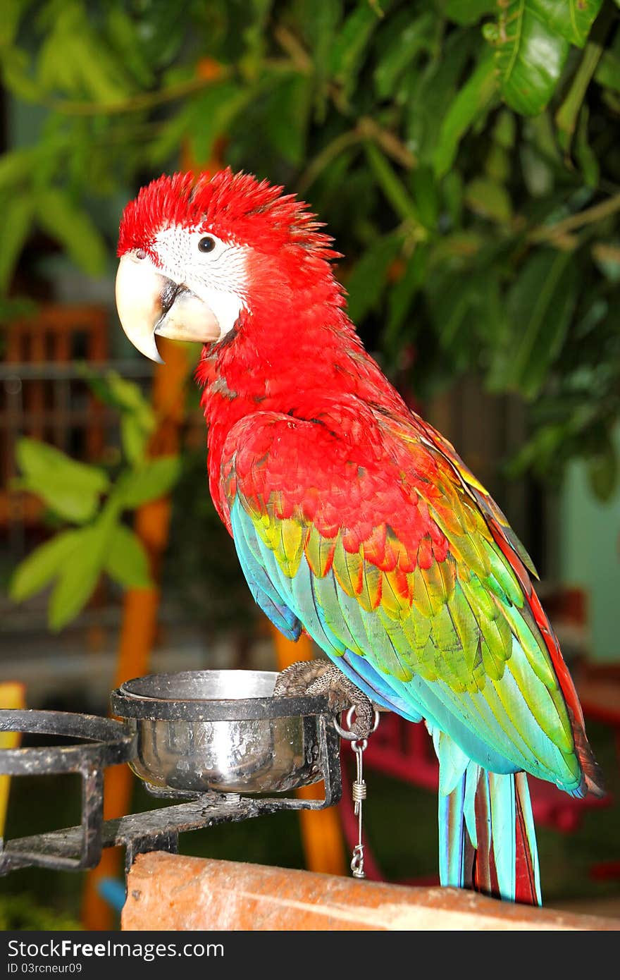 A picture of scarlet macaw that has the widest range of all macaw species