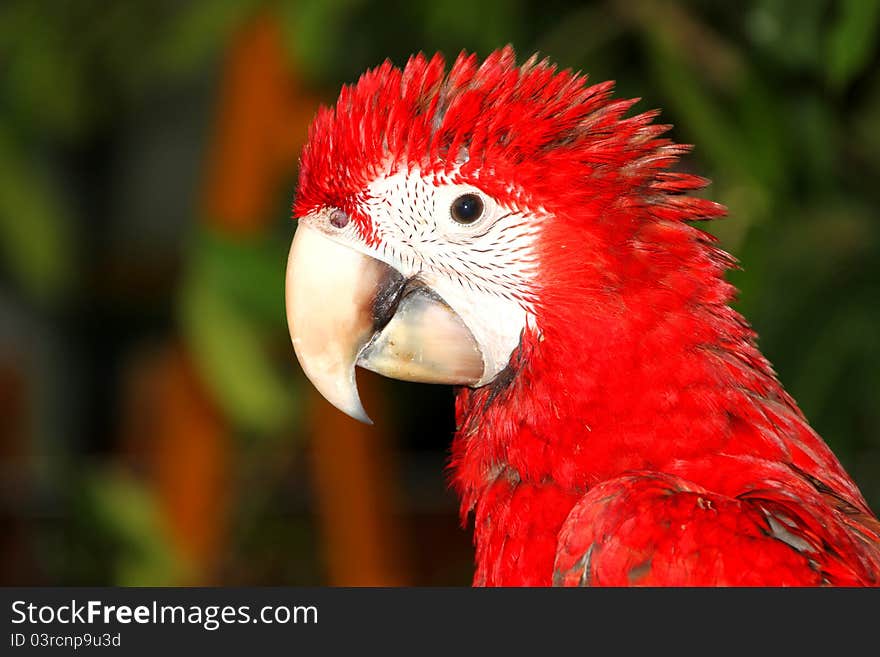 A picture of scarlet macaw that has the widest range of all macaw species