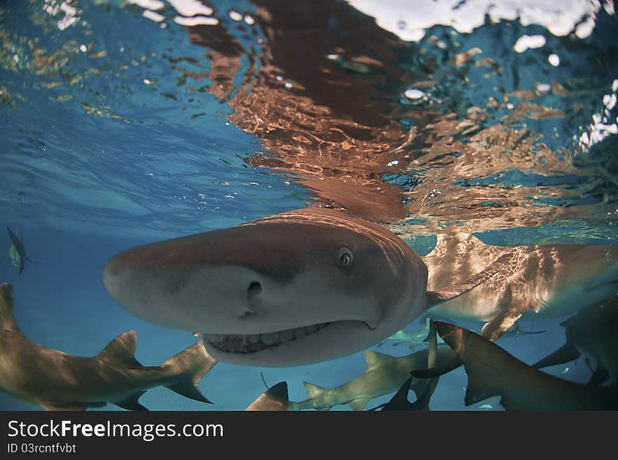 A close up on a lemon shark swimming along the surface, Bahamas. A close up on a lemon shark swimming along the surface, Bahamas