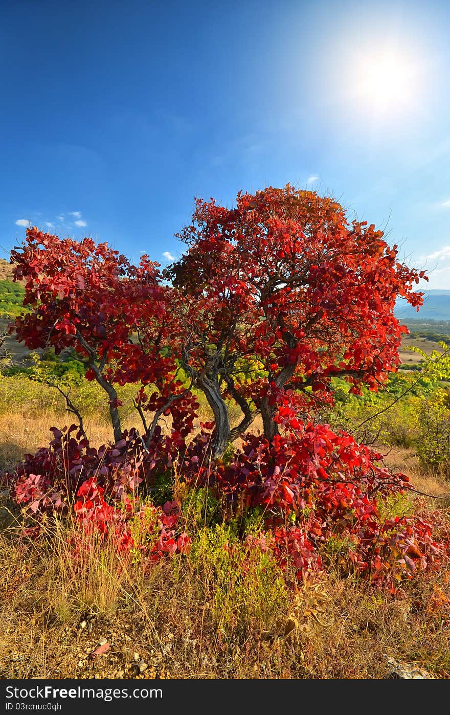 Colorful autumn trees