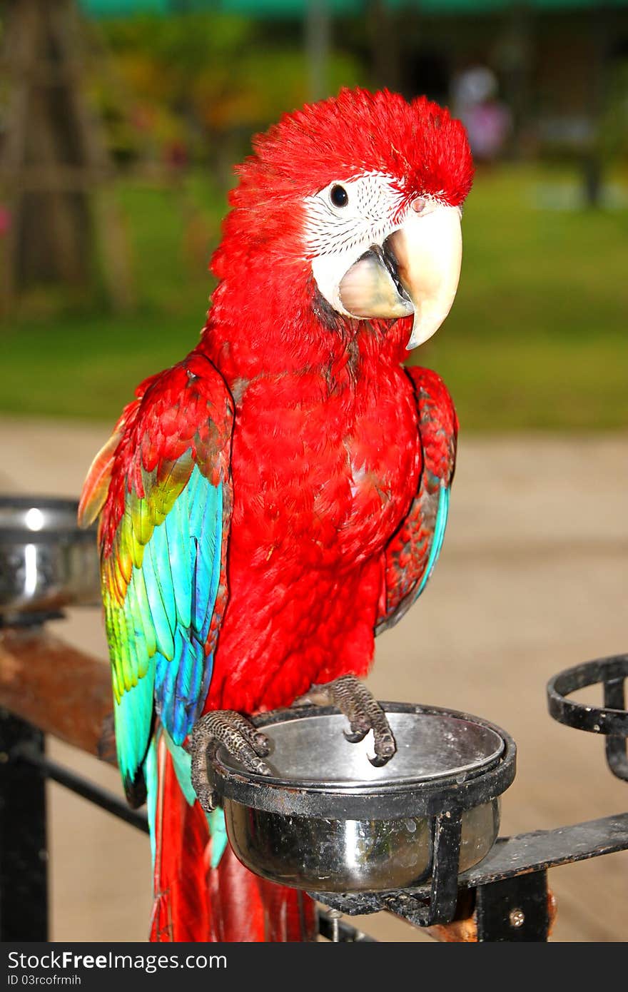 A picture of scarlet macaw that has the widest range of all macaw species