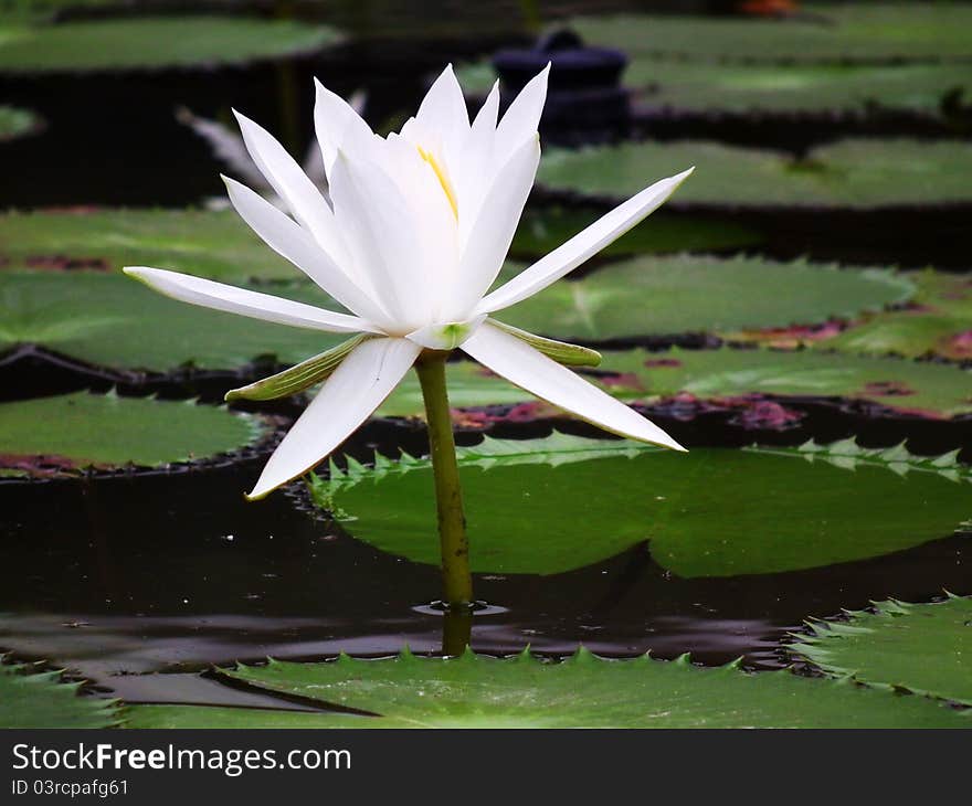 Middle of a beautiful lotus pond. Middle of a beautiful lotus pond.