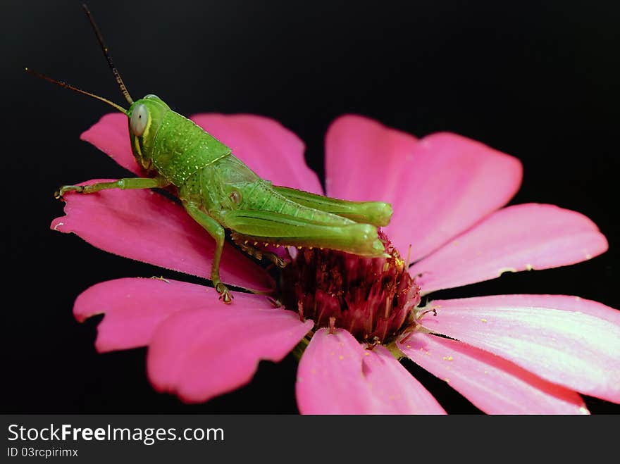 Grasshopper on flower