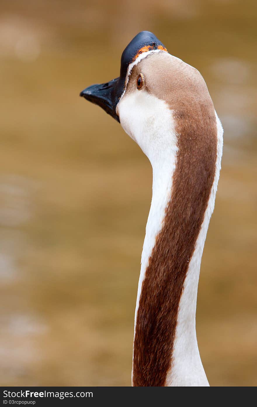 Chinese Geese