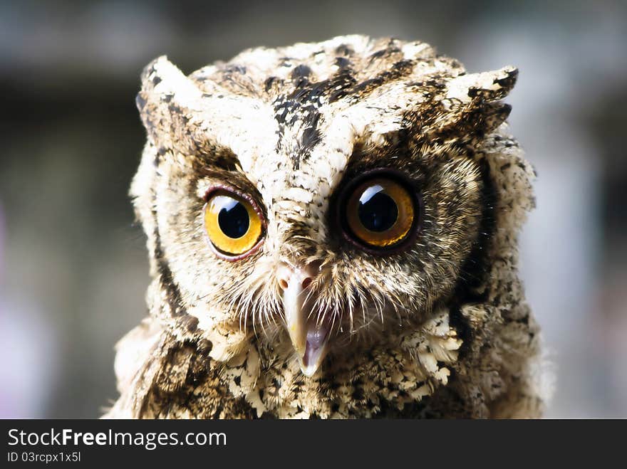 Stare Of An Owl