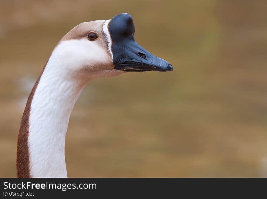 Chinese Geese