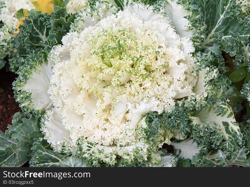 Cauliflower vegetable close up shot