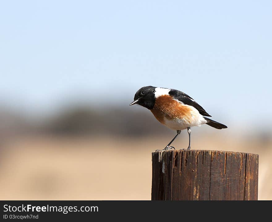 Common African Stonechat bird