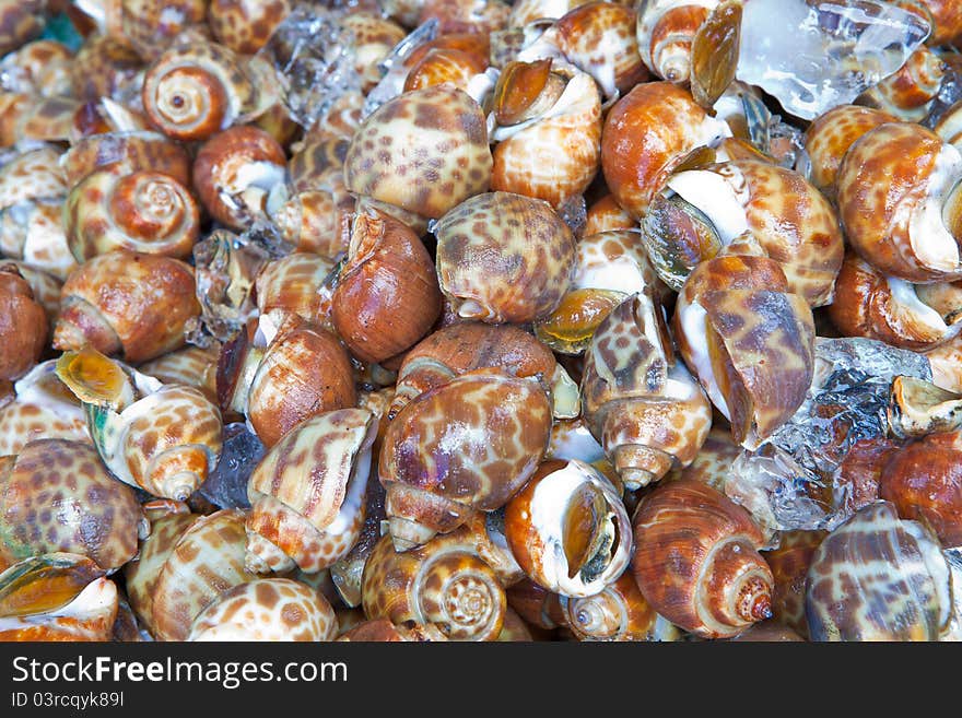 Fresh Sweet Shellfish at the market