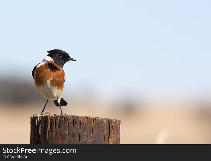 A common African Stonechat bird standing on a pole