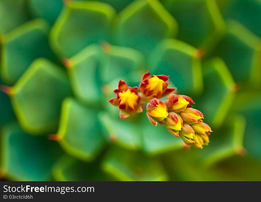 This photo is clicked as a part of garden photography. This photo is clicked as a part of garden photography