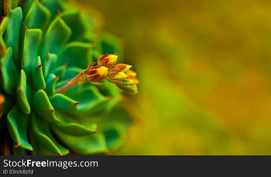 This photo is clicked as a part of garden photography. This photo is clicked as a part of garden photography