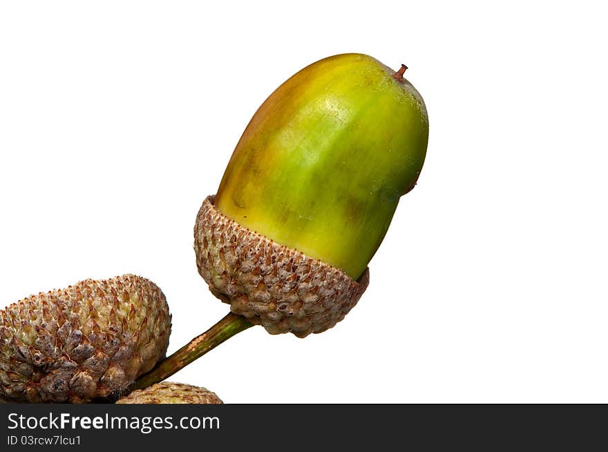 Freshly fallen acorn isolated on white background. Freshly fallen acorn isolated on white background