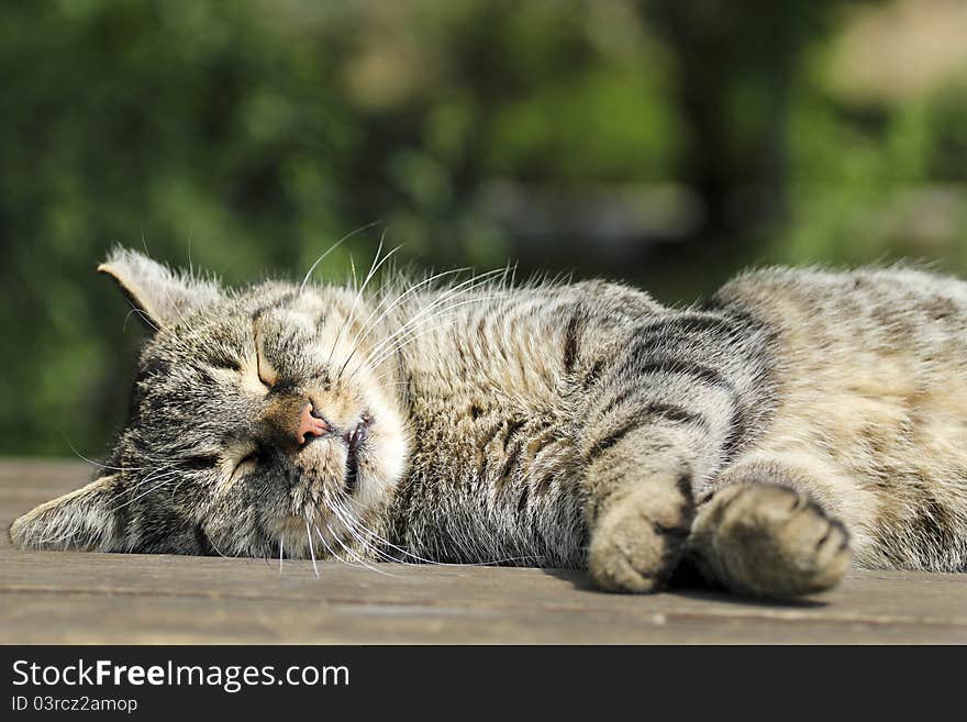 Cute tabby cat sleeping on the table