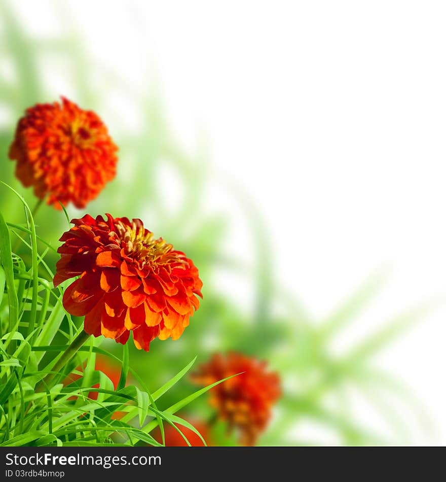 Beautiful zinnias and grass