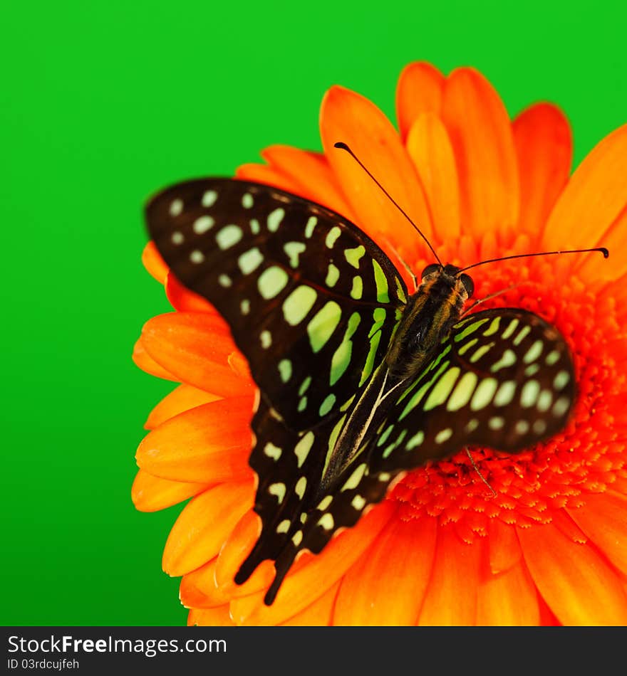 Graphium on orange gerber close up