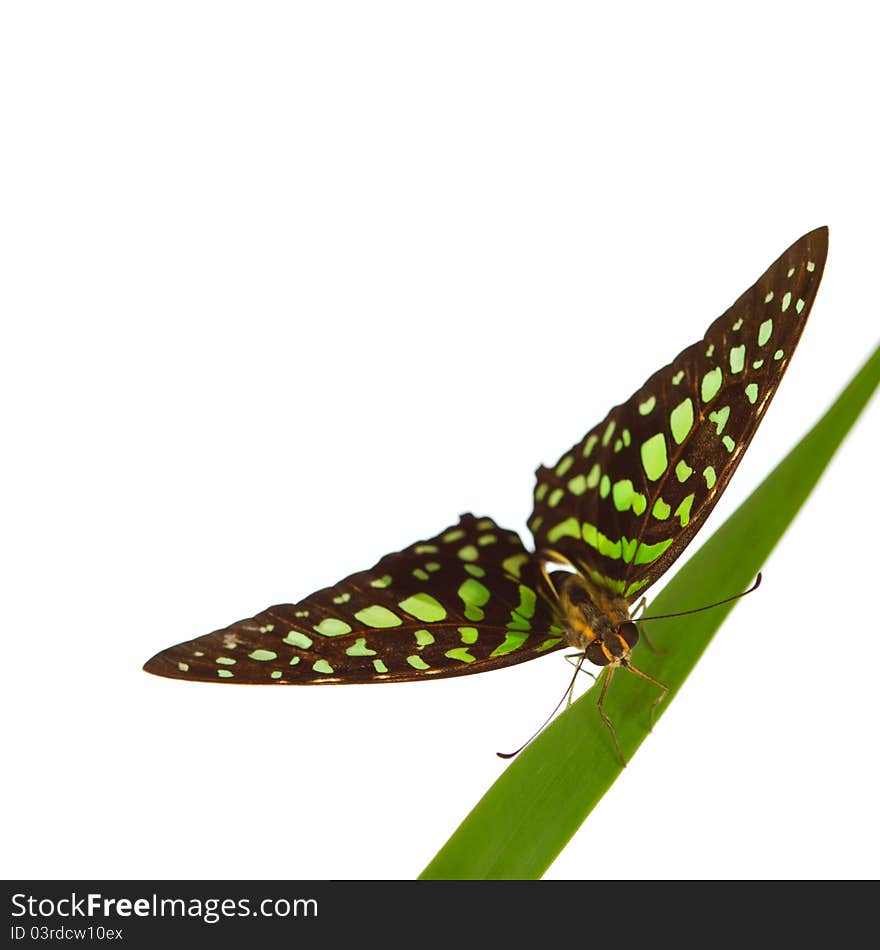 Graphium on green grass isolated. Graphium on green grass isolated