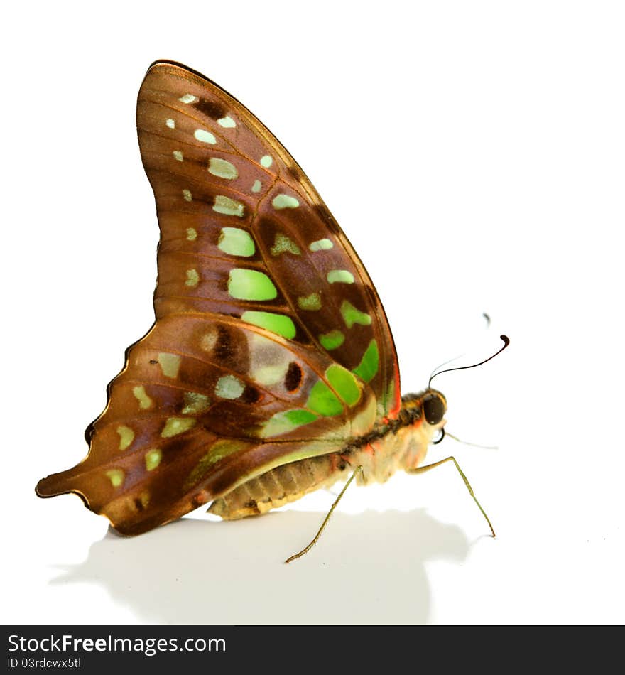 Graphium Isolated