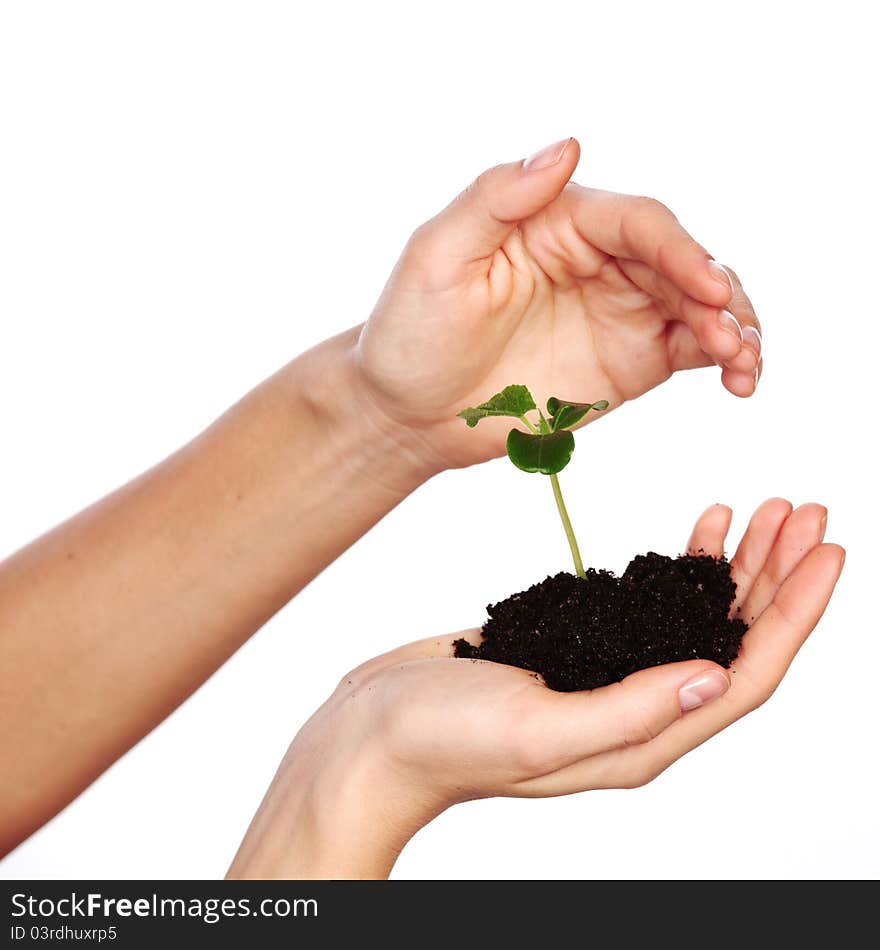 Plant in the women hands on a white background