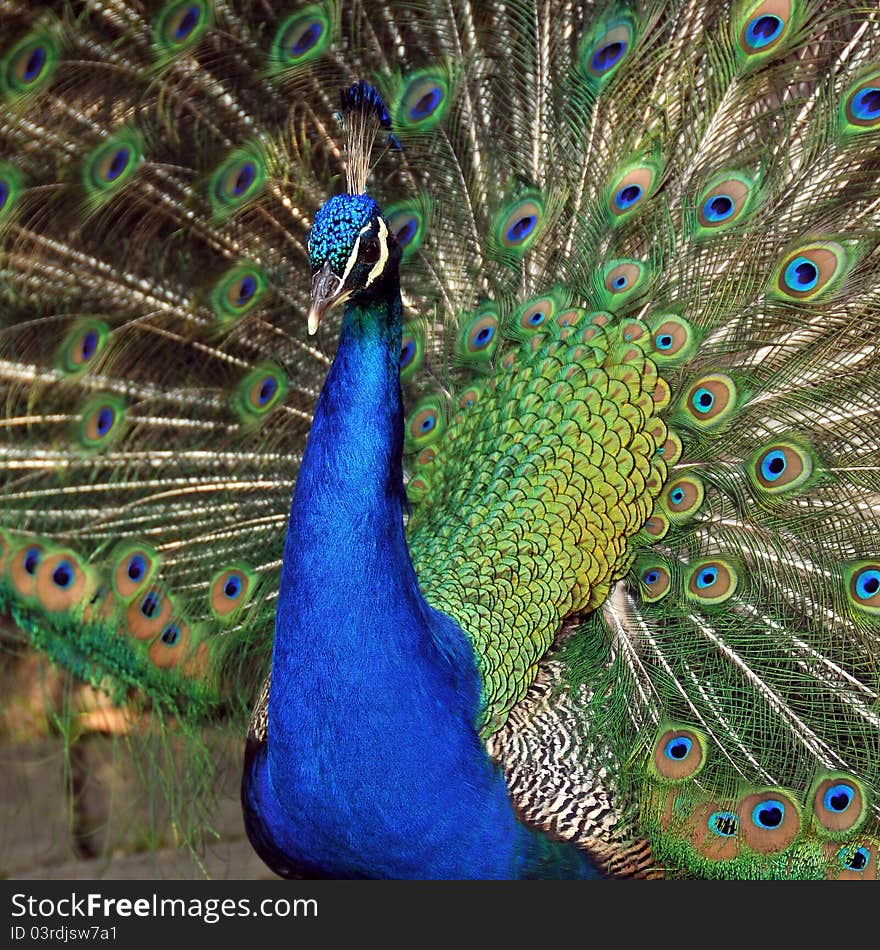 Portrait of beautiful peacock