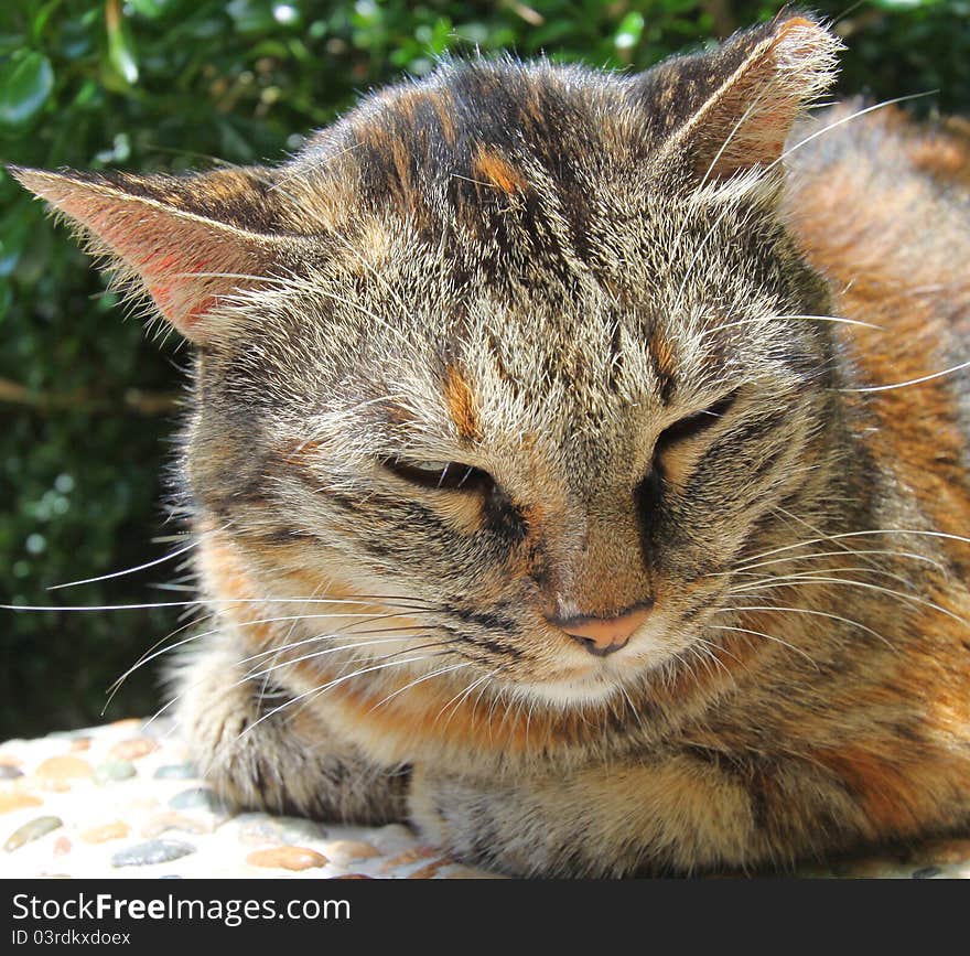 Close-up of a sleepy cat.