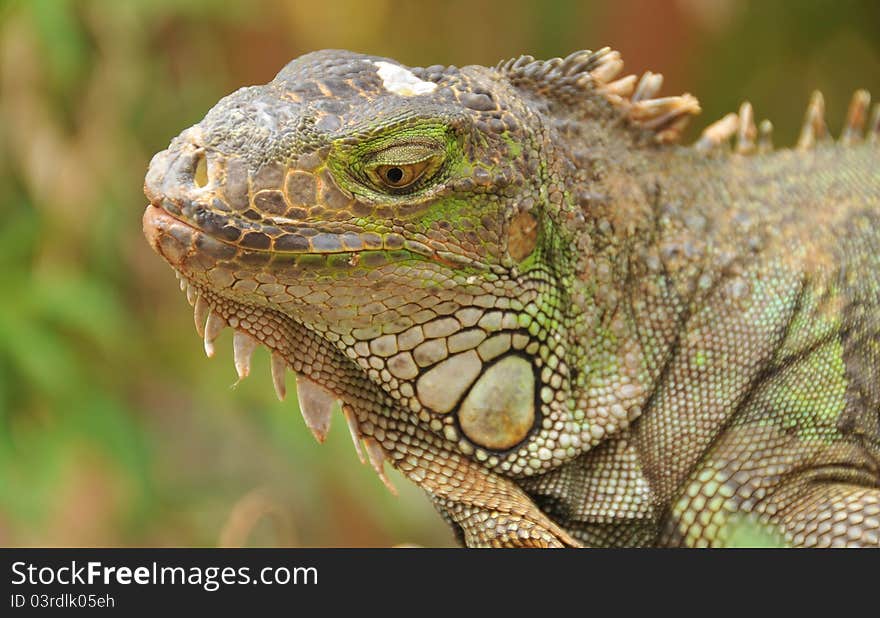 Portrait of green iguana