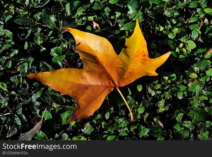 Autumn leaf, lyings on a green grass