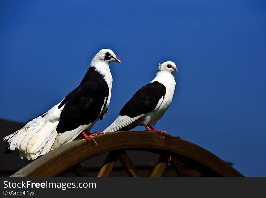 A pair of pigeons