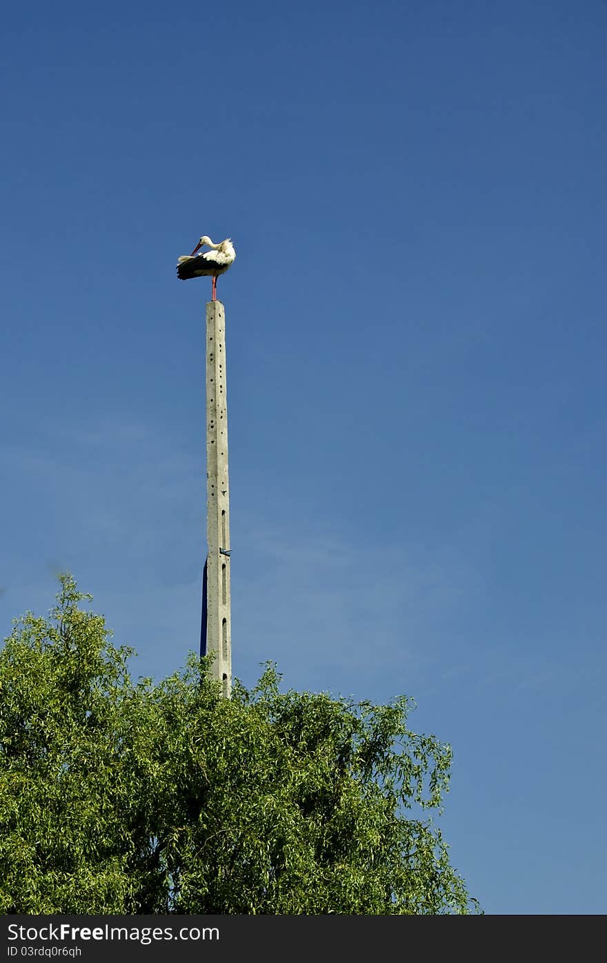 The young storks on electric pole