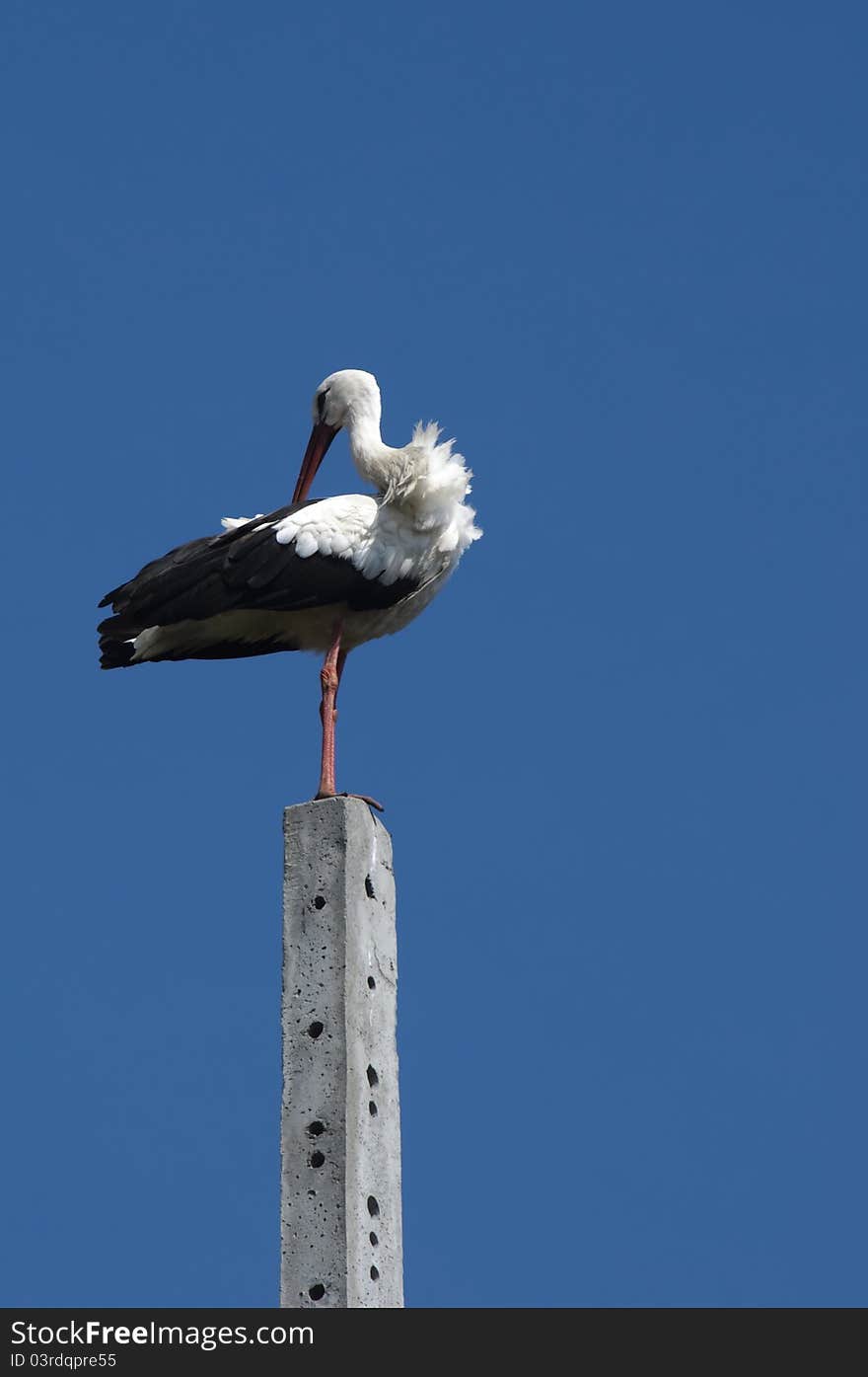 The young stork