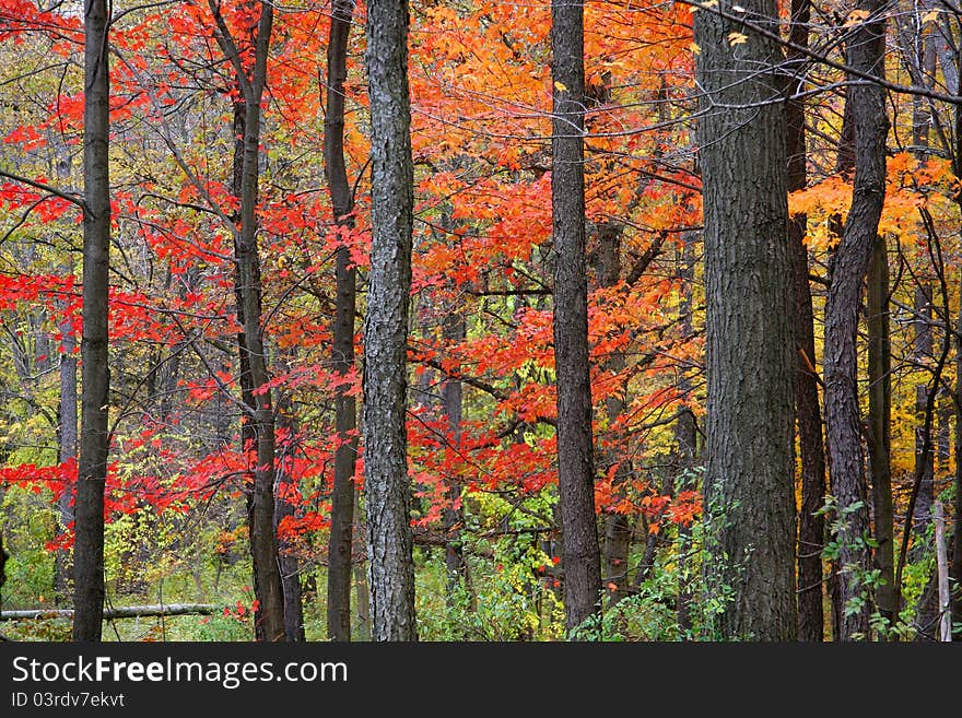 Red colored maple trees in the forest. Red colored maple trees in the forest